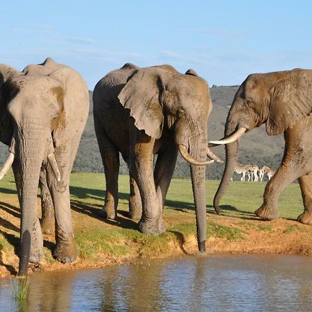 Addo Elephant Lodge & Safaris Kirkwood Kültér fotó