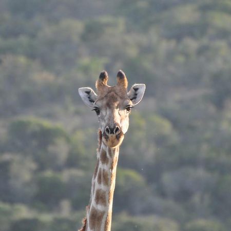 Addo Elephant Lodge & Safaris Kirkwood Kültér fotó