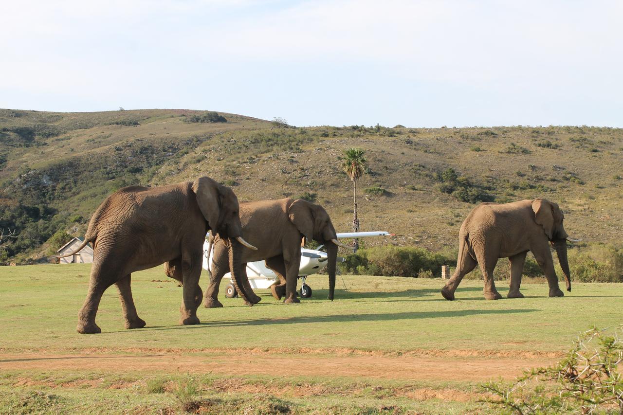 Addo Elephant Lodge & Safaris Kirkwood Kültér fotó