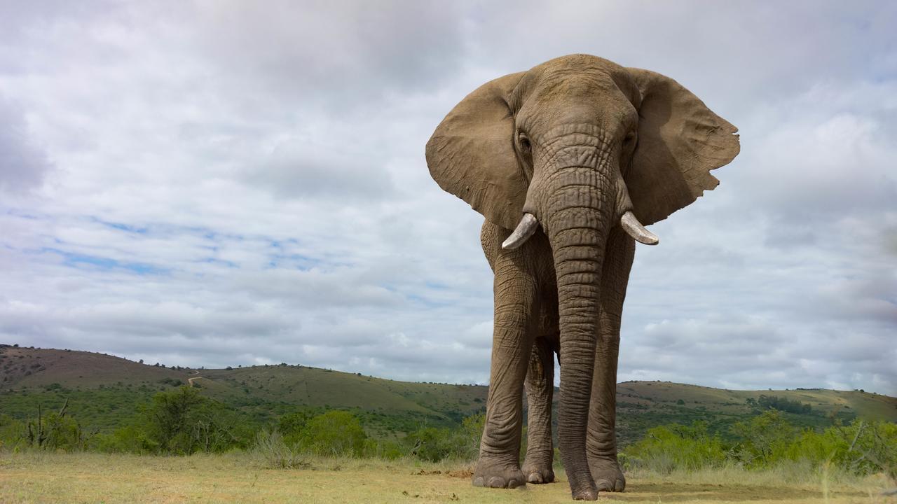 Addo Elephant Lodge & Safaris Kirkwood Kültér fotó