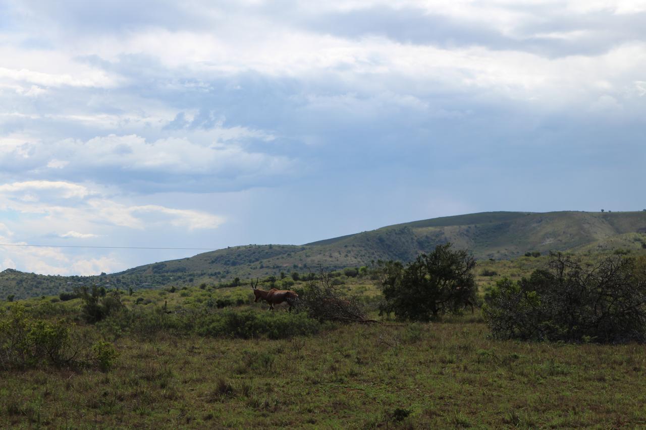 Addo Elephant Lodge & Safaris Kirkwood Kültér fotó