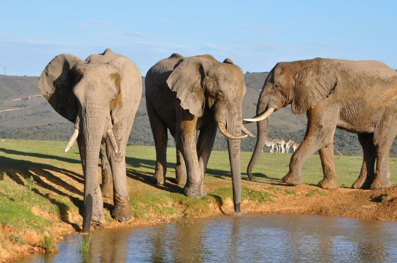 Addo Elephant Lodge & Safaris Kirkwood Kültér fotó