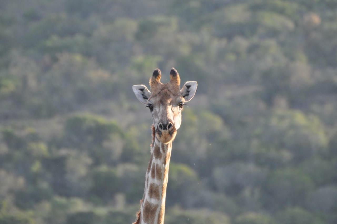 Addo Elephant Lodge & Safaris Kirkwood Kültér fotó
